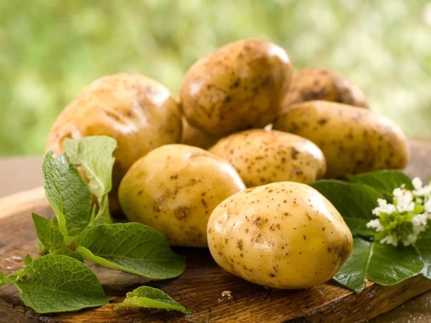 КАРТОФЕЛЬ ПОЛЕЗНЫЙ ПРОДУКТ Картофель это самый популярный овощ, доступный круглый год, без которого не обходится ни одна украинская семья. И это неспроста, ведь картофель очень полезен, он