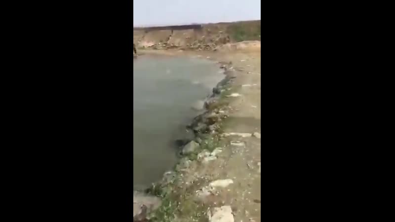 В Ухане сходит с ума даже рыба