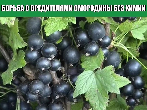 БОРЬБА С ВРЕДИТЕЛЯМИ СМОРОДИНЫ БЕЗ ХИМИИ Проще всего оказалось истребить тлю: при первых же признаках поражения концы молодых веток пару раз либо опрыснуть, либо окунуть в ведро с раствором мыла