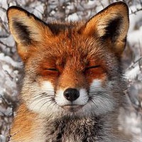 welovefoxes