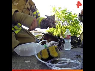 Спасают котенка видео. Спасают котенка видео. Пожарный спас котенка. Спасение котёнка из пожара. Спасают котенка видео.