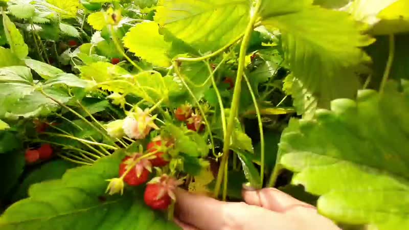 20200705_111516.mp4